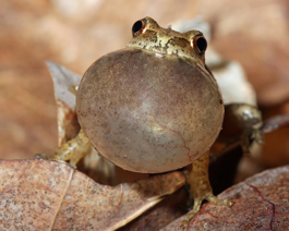 A small frog inflates its vocal sac while calling on a bed of dry leaves.