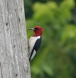 Red-headed woodpecker