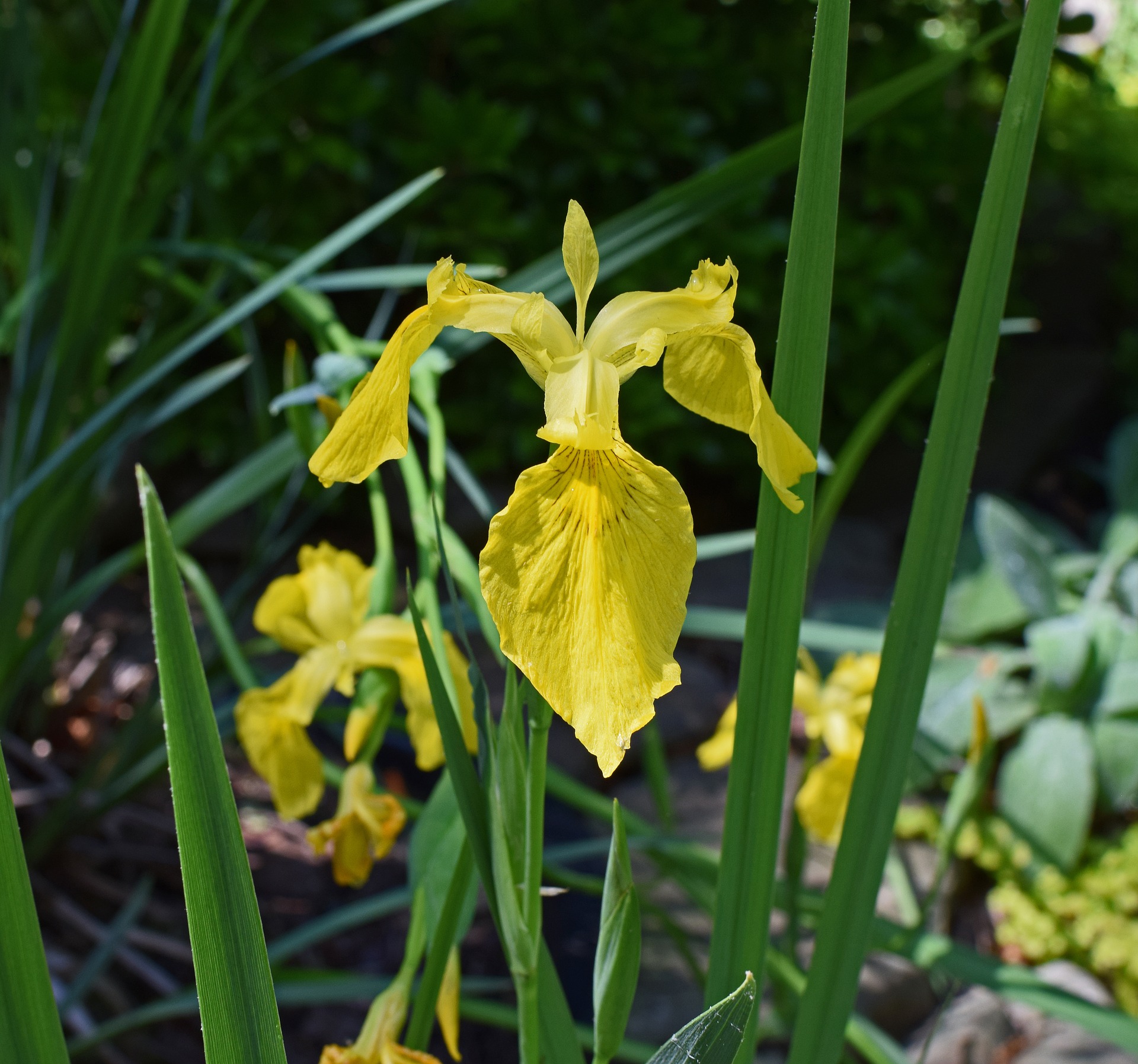 Yellow Flag Iris