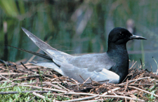 Black tern