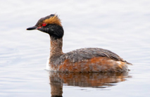 Horned grebe