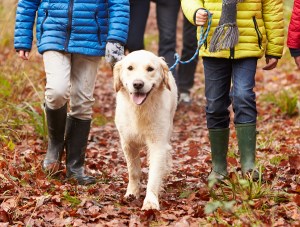 Dog being walked on trail with leash