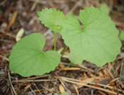 Garlic Mustard