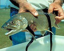 Sea lamprey