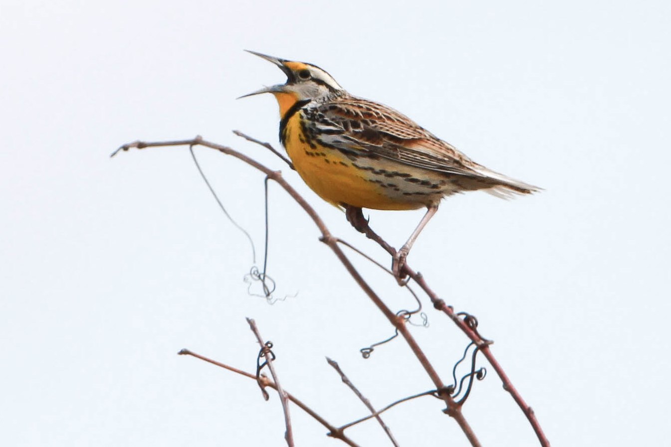 Eastern Meadowlark