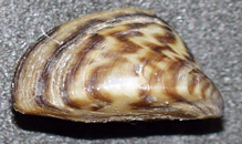 Zebra mussel