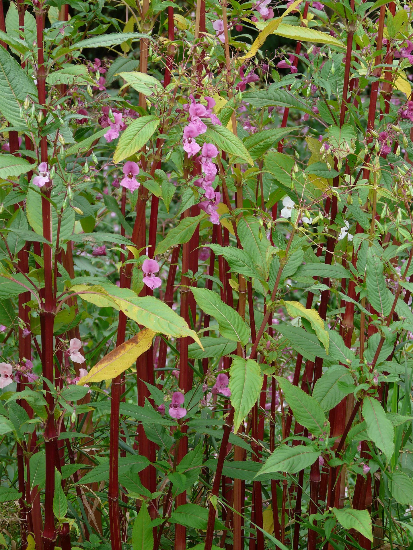 Himalayan Balsam