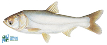 Silver carp