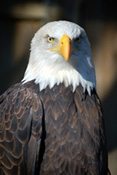 Bald eagle