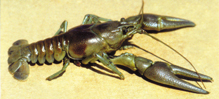 Rusty crayfish